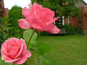 Die Rose aus Oma's Garten wächst jetzt bei uns...